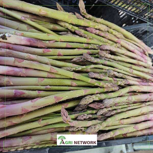 L'inizio della raccolta dell'asparago con la varietà Lunalim