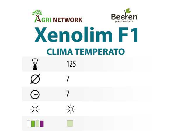 ZAMPE D'ASPARAGO XENOLIM F1