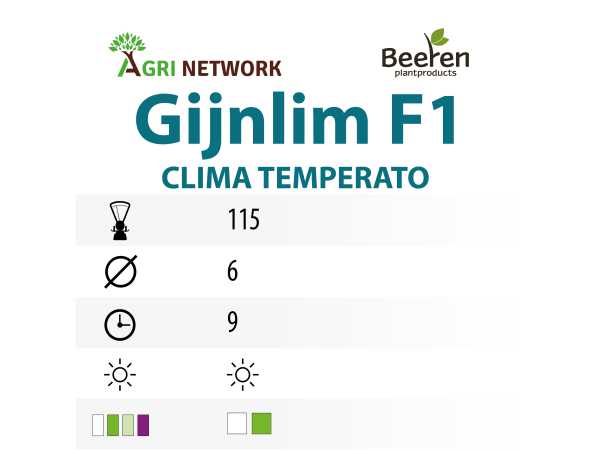 ZAMPE D'ASPARAGO GIJNLIM F1